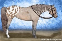 Horse Color:Bay Dun Appaloosa 