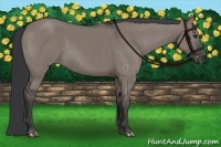 Horse Color:Grullo