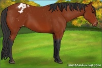 Horse Color:Bay Appaloosa
