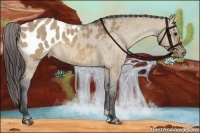 Horse Color:Bay Dun Appaloosa Brindle 