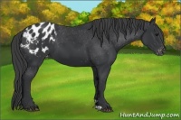 Horse Color:Black Appaloosa
