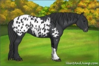 Horse Color:Black Appaloosa