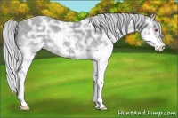 Horse Color:Silver Classic Champagne Chinchilla Ice Splash 