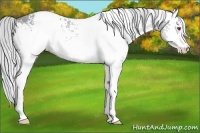 Horse Color:White Spotted Silver Classic Champagne Chinchilla 