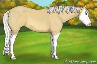 Horse Color:Silver Buckskin Splash