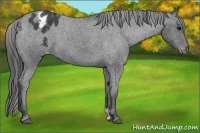 Horse Color:Blue Roan Appaloosa