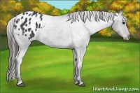 Horse Color:Blue Roan Varnish 