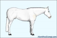 Horse Color:Silver Amber Cream Champagne Roan Pearl Splash Tobiano Frame 