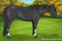 Horse Color:Smoky Black 
