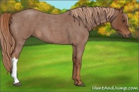 Horse Color:Red Roan 