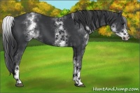 Horse Color:White Spotted Black 