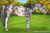 Horse Color:White Spotted Brown Sabino Appaloosa Rabicano  and White Spotted Brown Rabicano 