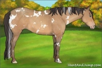 Horse Color:White Spotted Amber Champagne
