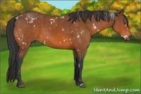 Horse Color:White Spotted Bay Rabicano  and White Spotted Bay 