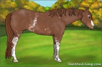 Horse Color:White Spotted Chestnut 