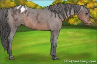 Horse Color:Brown Ice Sabino Appaloosa