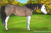 Horse Color:Buckskin Ice Splash 