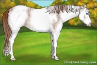 Horse Color:White Spotted Chestnut Ice Splash 