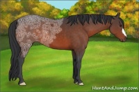 Horse Color:Bay Ice 