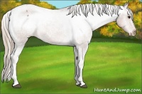 Horse Color:Chestnut Appaloosa 