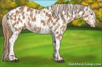 Horse Color:Chestnut Appaloosa Rabicano  and White Spotted Chestnut Appaloosa Rabicano 