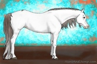 Horse Color:Buckskin Dun Splash Appaloosa