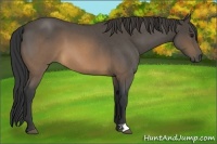 Horse Color:Buckskin Roan
