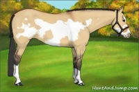Horse Color:Bay Dun Frame 