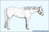 Horse Color:Silver Smoky Black Pearl Appaloosa 