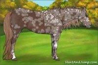 Horse Color:Liver Chestnut Ice 
