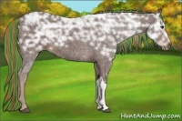 Horse Color:Painted Liver Chestnut Ice 