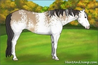 Horse Color:White Spotted Buckskin Dun 