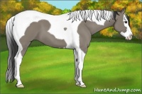 Horse Color:Smoky Grullo Splash Tobiano