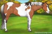 Horse Color:Bay Splash Tobiano Appaloosa
