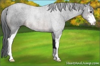 Horse Color:Brown Roan Sabino Rabicano