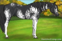 Horse Color:White Spotted Black 
