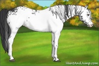 Horse Color:White Spotted Black 