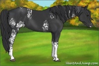 Horse Color:White Spotted Black 