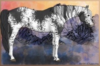 Horse Color:White Spotted Black 