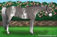 Horse Color:White Spotted Grullo 