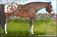 Horse Color:Bay Sabino Appaloosa