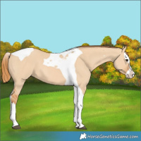 Horse Color:Red Dun Splash Tobiano