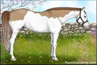 Horse Color:Red Dun Splash 