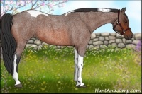 Horse Color:Bay Roan Tobiano