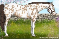 Horse Color:Amber Champagne Tobiano Near Leopard