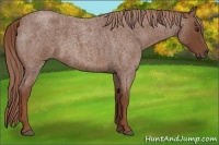 Horse Color:Red Roan 