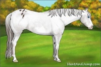 Horse Color:Liver Chestnut Frame Appaloosa 