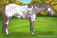 Horse Color:White Spotted Liver Chestnut Sabino Appaloosa 