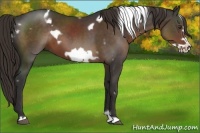 Horse Color:White Spotted Liver Chestnut Frame
