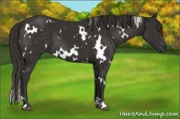 Horse Color:White Spotted Liver Chestnut 
